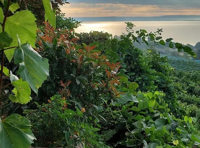 Maison Bagatell Badacsony Gæstehus